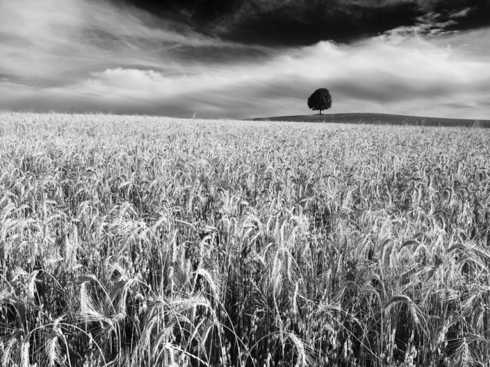 1241103_Hochsommer