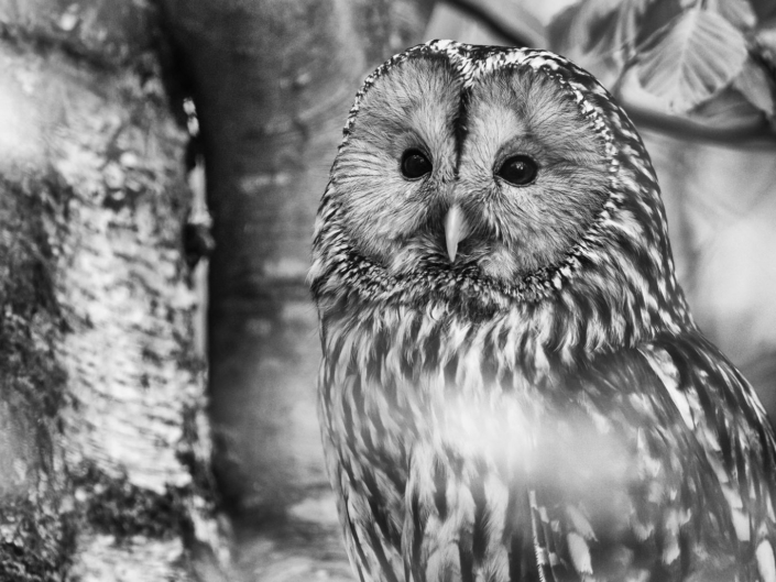 1241202_Habichtskauz