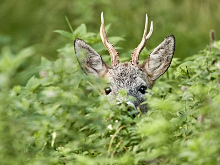 1242215_Versteckt